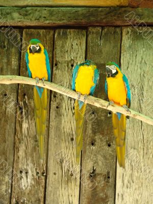 macaw parrots