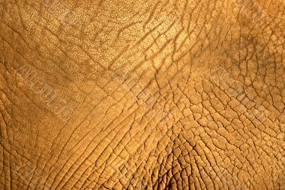 elephant skin texture