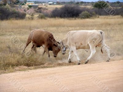bulls fighting