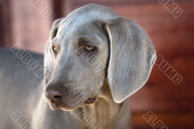 dog weimaraner