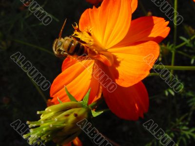 macro bee on a flower