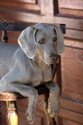 dog weimaraner