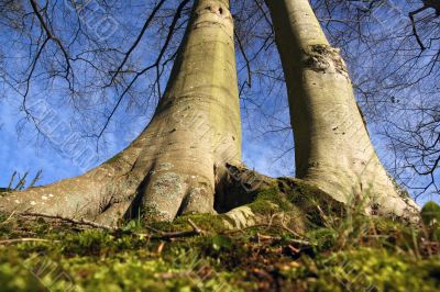 From the roots From the roots