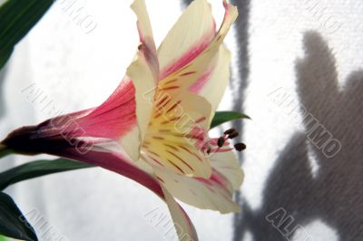 Flower at sunshine in morning Flower at sunshine in morning
