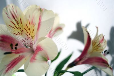 Flower at sunshine in morning Flower at sunshine in morning