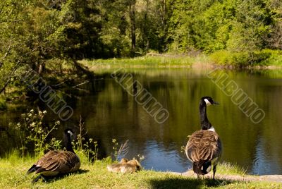 Canada geese family