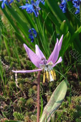 Dog`s tooth violet