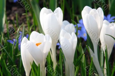 White crocuses