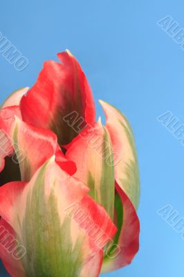 Close-up of tulip flower against blue background