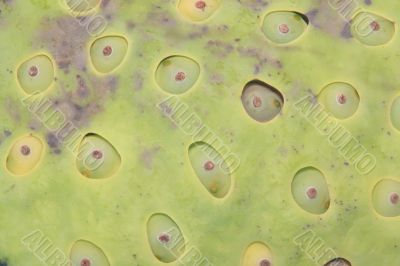 Lotus fruit surface