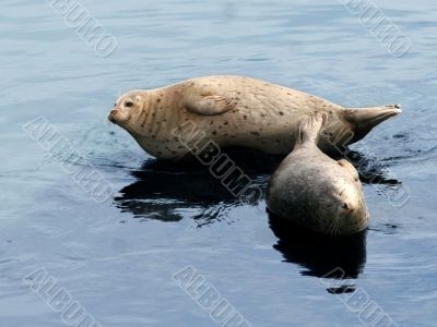 Sea lion couple
