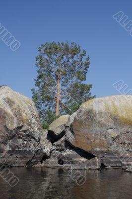 Pine-tree among granite rocks