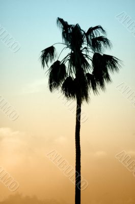 palm tree