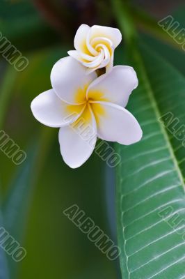 frangipani tropical flower