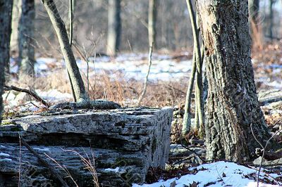 Rock in the Woods