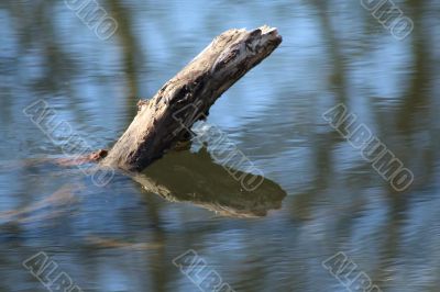 Log Reflection