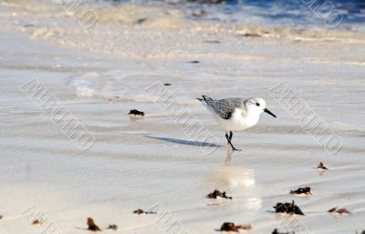 little gull little gull