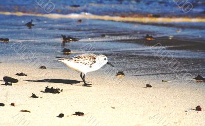 little bird little bird