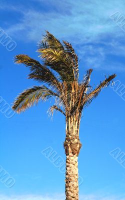 palm tree palm tree
