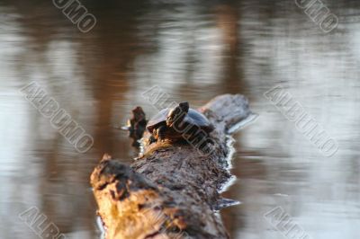 Turtle Log