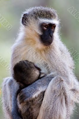 velvet monkey and baby