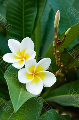 frangipani tropical flowers