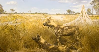 African wild dogs