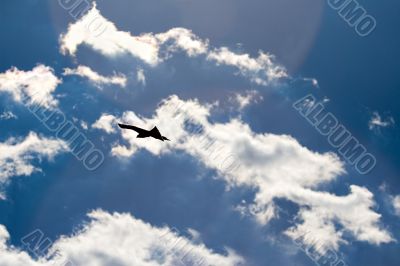 freedom freedom