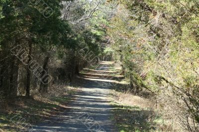 Path in the woods