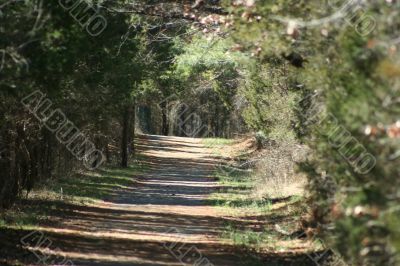 Path in the woods