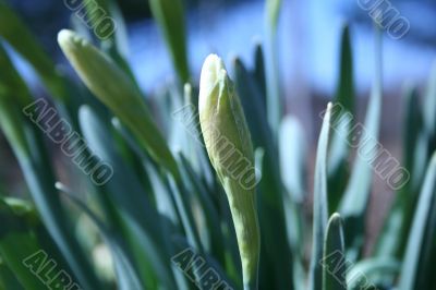 Daffodil Bud