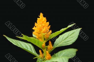 Yellow Flower Yellow Flower