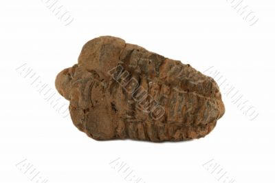 Trilobite Fossil