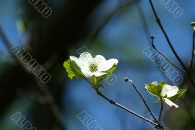 Dogwood flower bloom