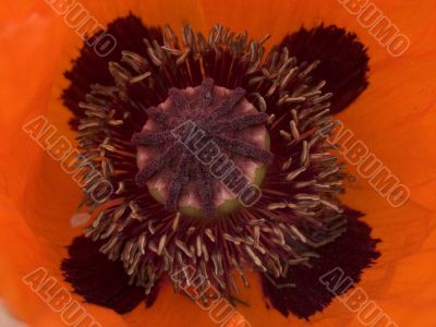 Poppy Poppy