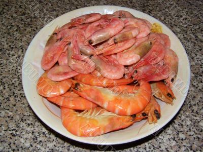 shrimps