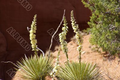 Wild Yucca 2