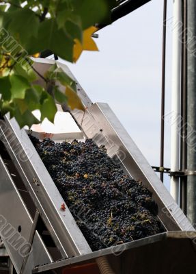 Wine Making Process