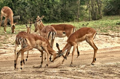 Deer, impala antelope  fighting