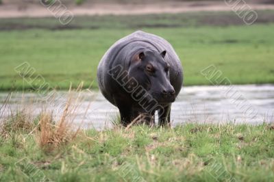 hippopotamus