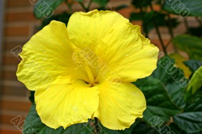 Yellow Hibiscus Yellow Hibiscus