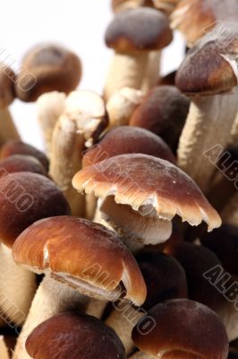 Southern Poplar Mushroom