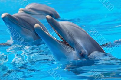 happy dolphins