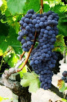 Grape cluster on a vine