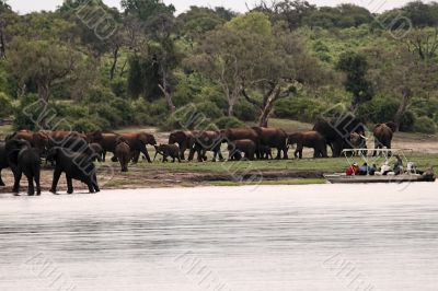 Elephant herd