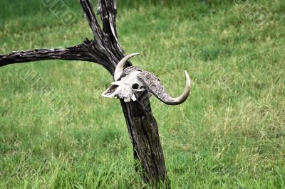 buffalo skull