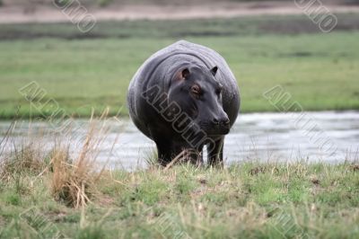 hippo