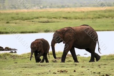 Elephant with baby