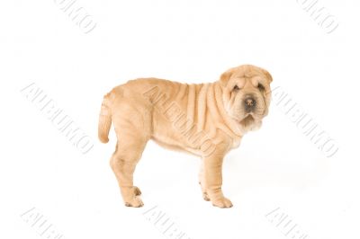 Standing sharpei pup