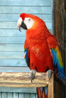 red macaw